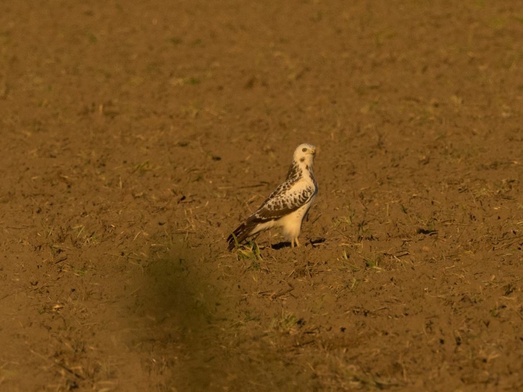 oder diesen einen hellen Mäusebussard auf einem Feld in Falkenberg.</p>Foto: Dr. Fabian Haas