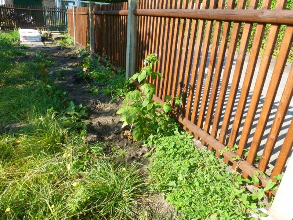 Der Zaun ist nun von beiden Seiten gestrichen und kleine Beerenpflanzen wurden gesteckt.