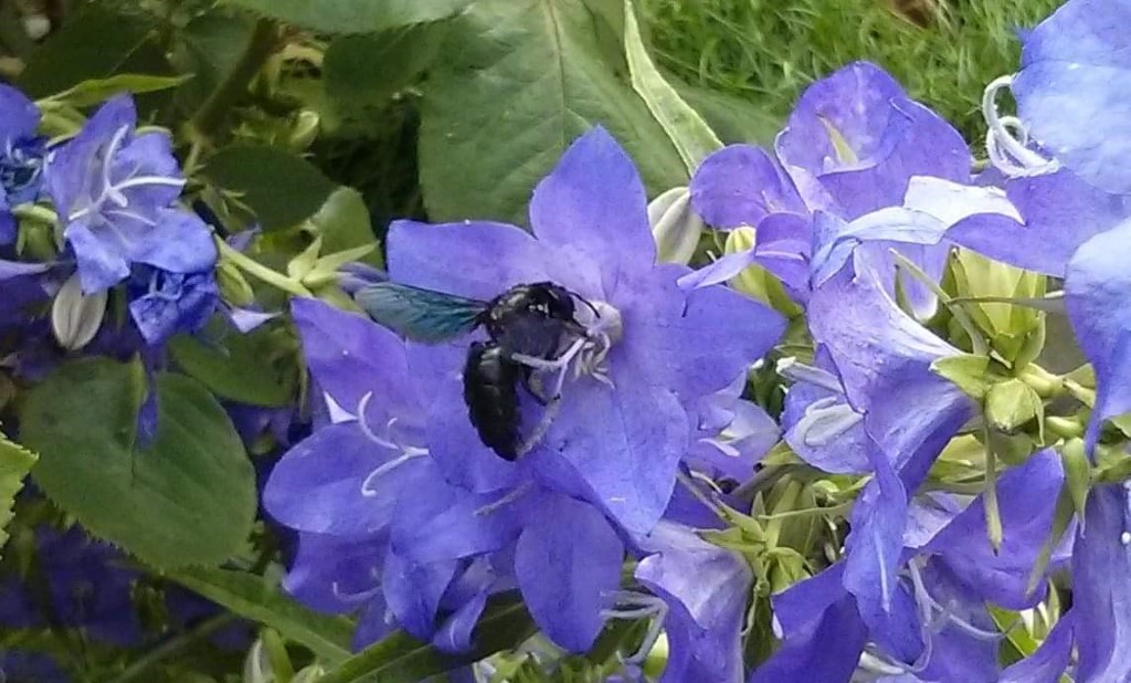 Blaue Holzbiene<p>Foto: Heike Wittig