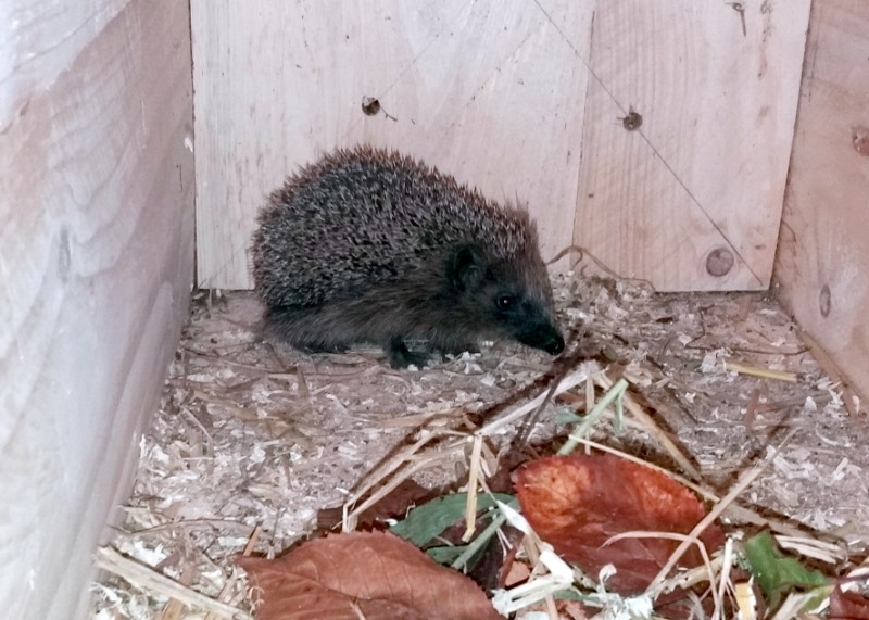 Igel