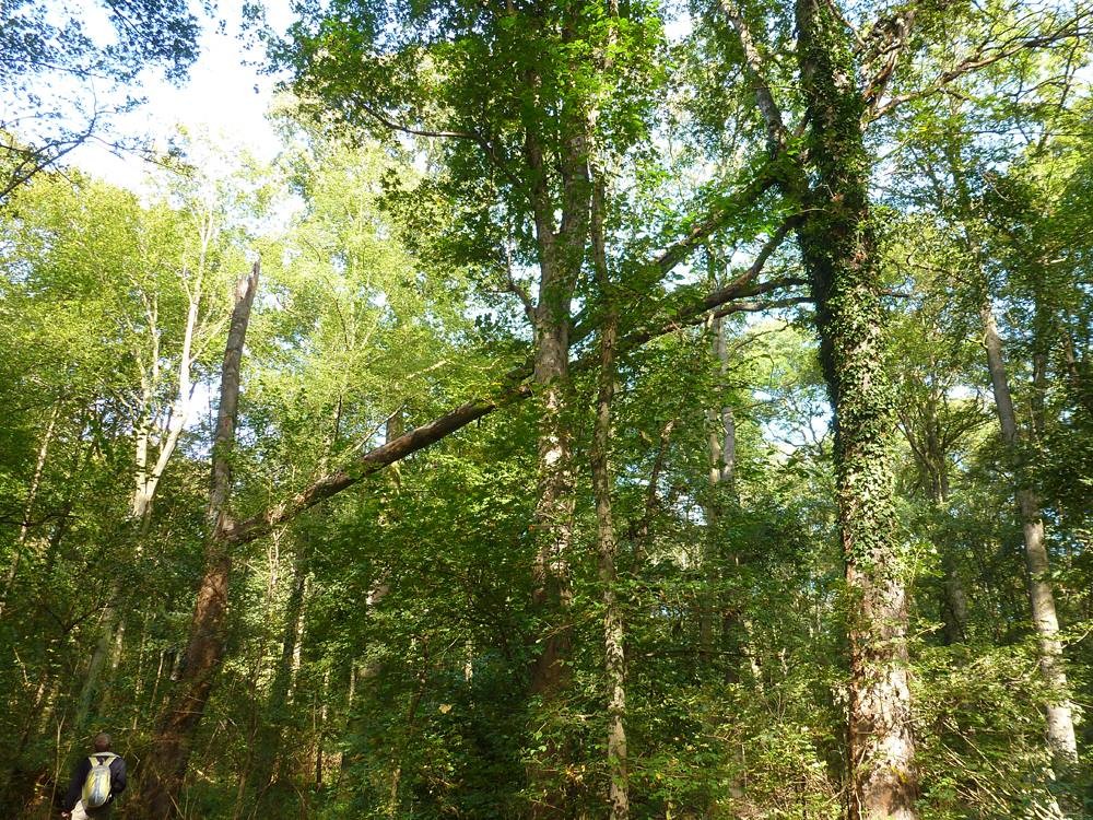 Baumidylle im nördlichen Auwald