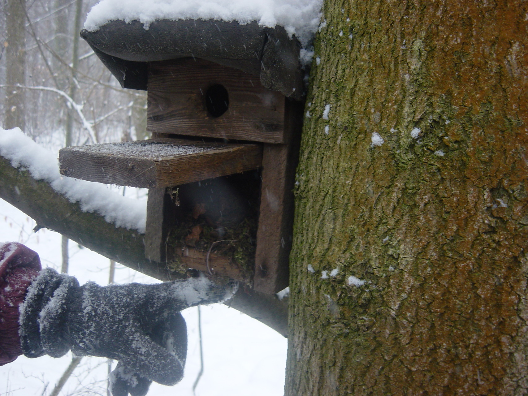 Einige ältere Nistkästen wurden offenbar nicht von Vögeln bewohnt, sondern zum Beispiel von Mäusen, die es sich in der kalten Jahreszeit in den Bruthilfen gemütlich eingerichtet hatten. Foto: Mario Vormbaum
