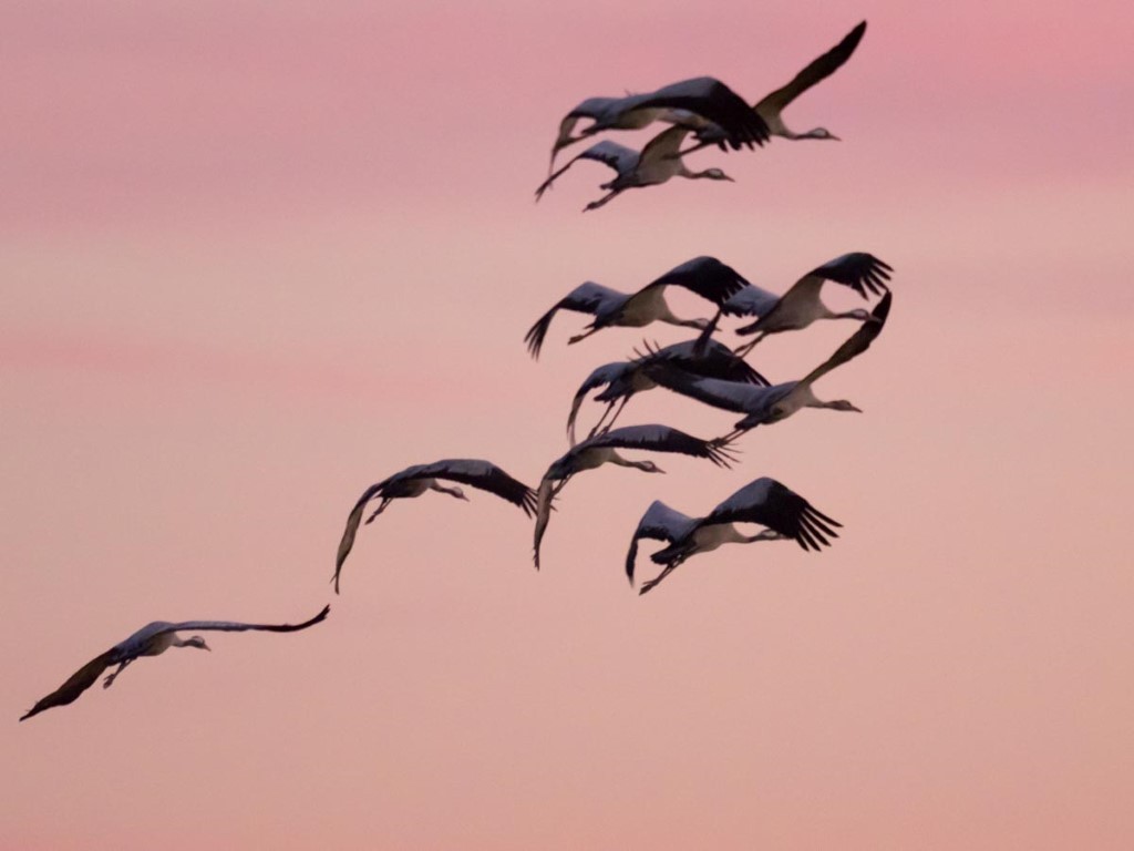 den Einflug der Kraniche beobachten. </p>Foto: Dr. Fabian Haas