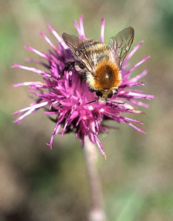 Bienen bestäuben etwa 80 Prozent aller Wild- und Nutzpflanzen. Foto: NABU/Helge May