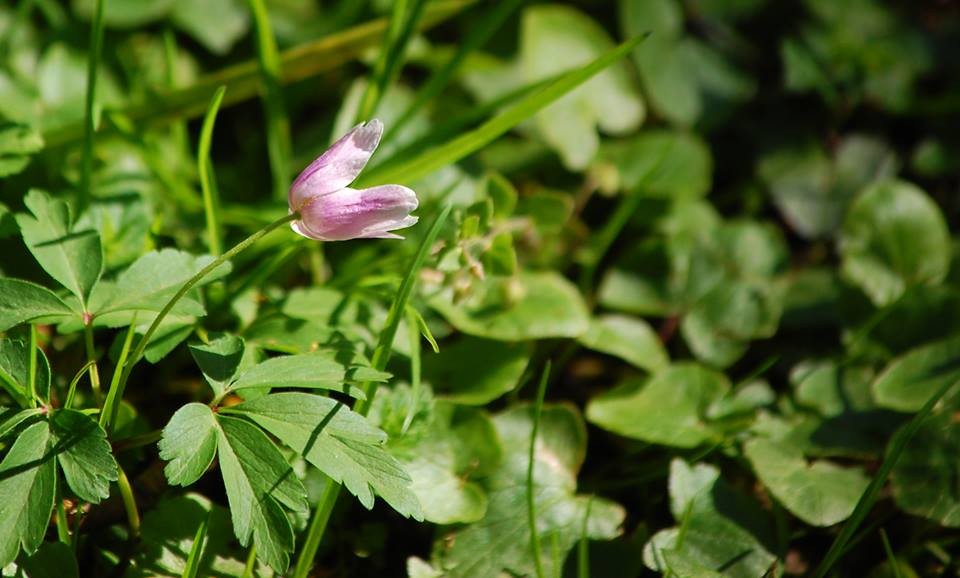 Buschwindröschen mit violett verfärbten Blütenblättern