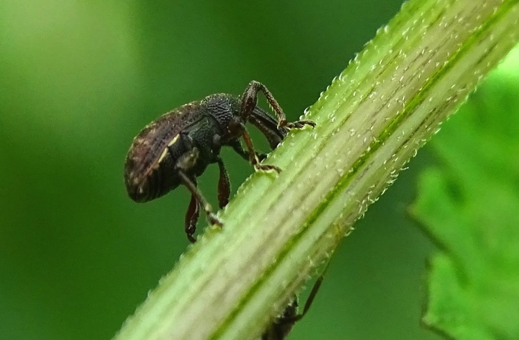 Gewöhnlicher Wiesenrüssler