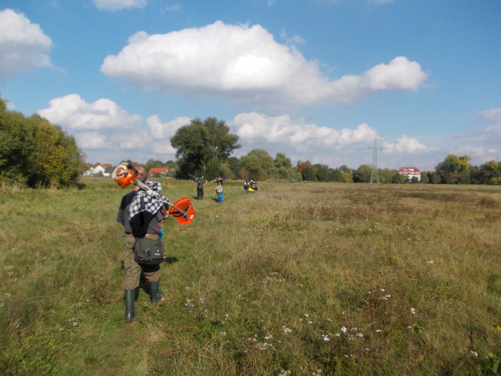 Die letzte Ansstrengung ist dann noch mit dem Nachhauseweg verbunden, denn man muss alle Arbeitsgeräte mehrere hundert Meter durch die Luppeaue tragen.</p>Foto: René Sievert