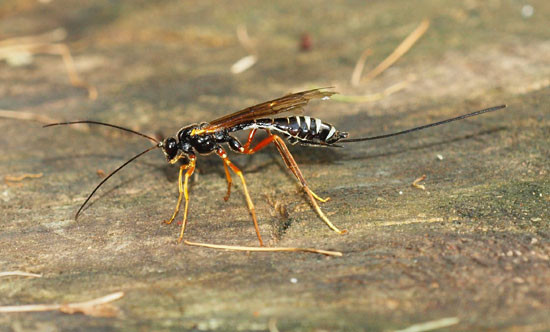 Weibliche Holzschlupfwespe, Gattung Rhyssa. Foto: Carsten Ziemke