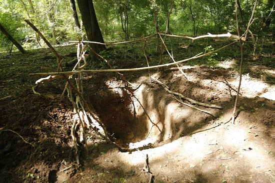 Bodenprofil im Auwald. Foto: Maria Vitzthum