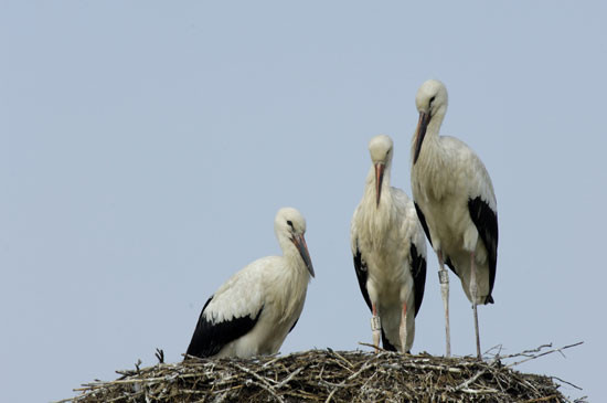 Junge Weißstörche im Horst. Leider werden oftmals die Jungen nicht flügge; Nahrungsmangel ist dafür eine Hauptursache. Die Eltern finden in der oftmals zerstörten Landschaft nicht immer genug Futter. Foto: NABU/Tom Dove