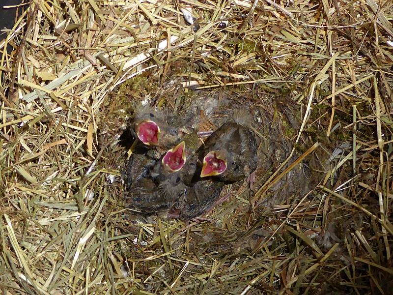 Grünfink-Nestlinge.