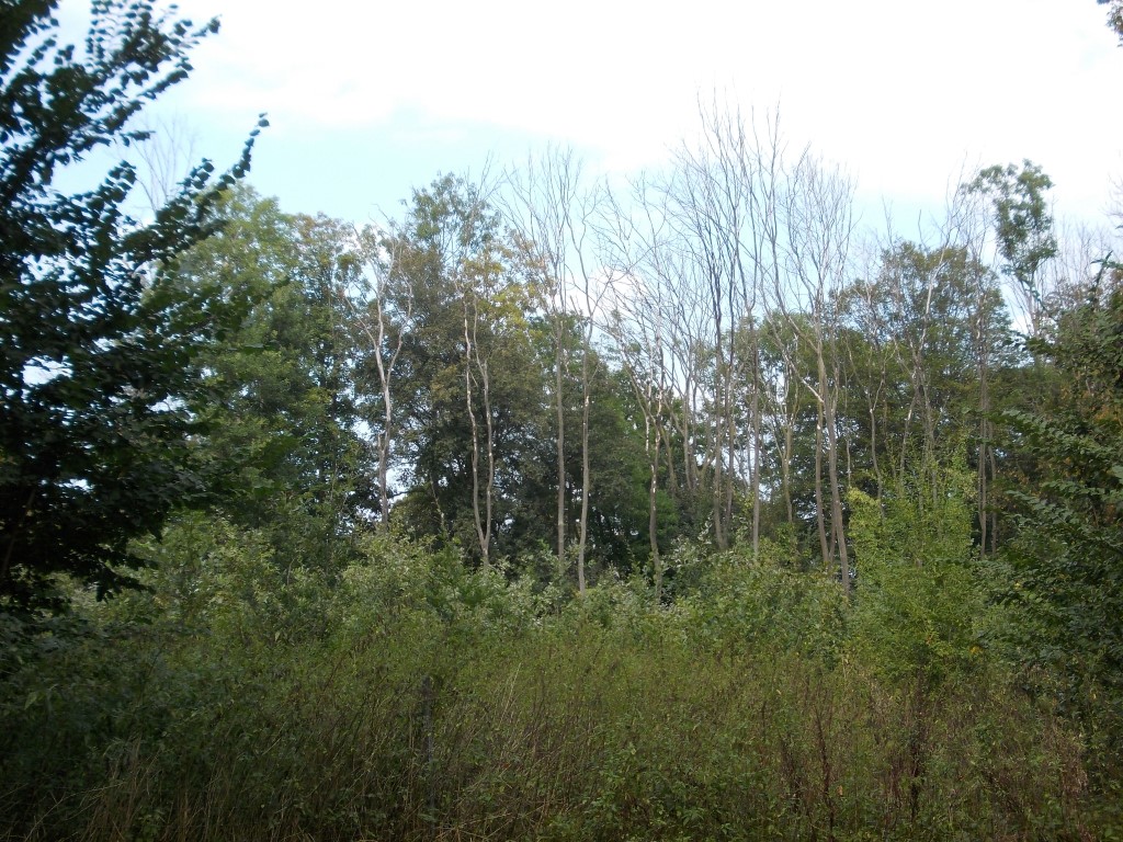 Auf den durch Anstau der Pausnitz vernässten Flächen verändert sich die Vegetation. Sie soll sich wieder auwaldtypisch entwickeln können.