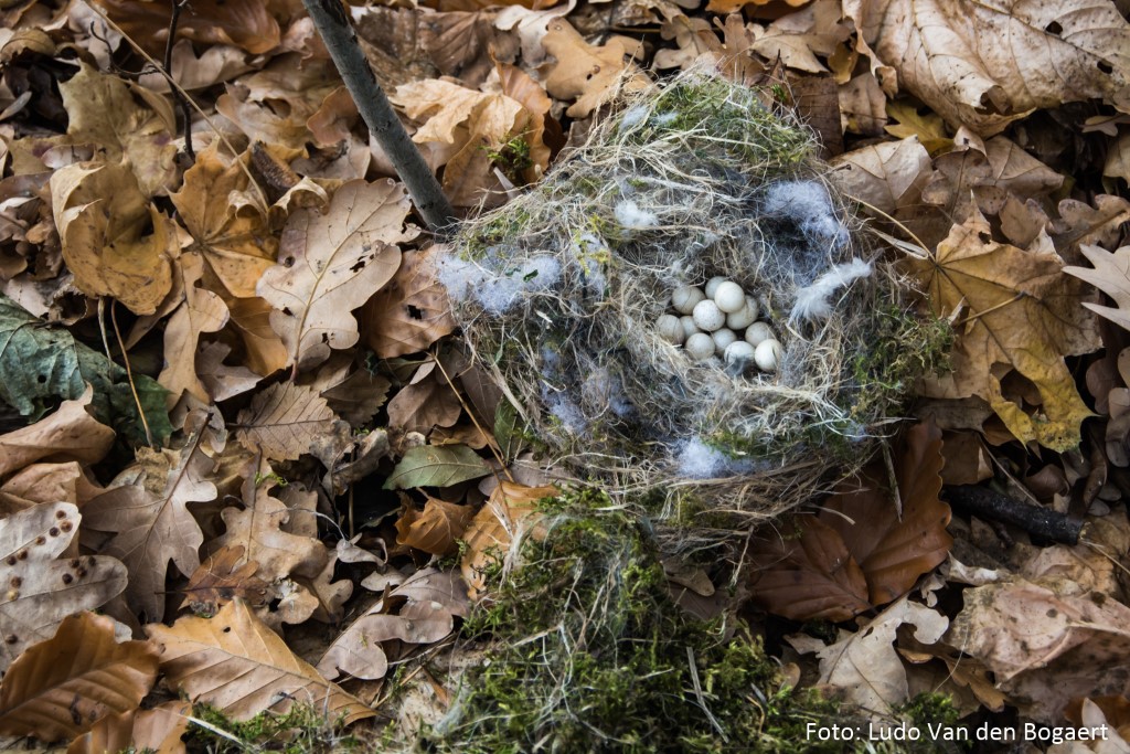 Anhand der Nester kann man ermitteln, ob und von welcher Vogelart ein Nistkasten genutzt wurde.