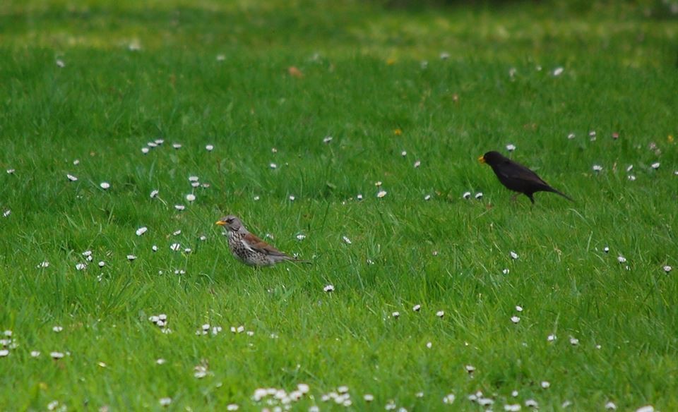 Wacholderdrossel und Schwarzdrossel, besser bekannt als Amsel.