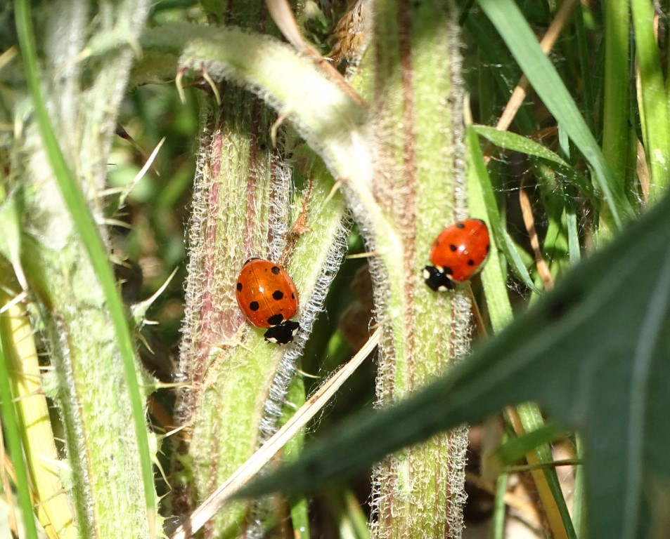 Siebenpunkt</p>Foto: Beatrice Jeschke