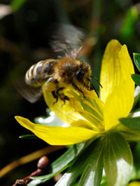 Honigbiene an der Blüte eines Winterlings. Foto: NABU/Dr. W. Kaiser