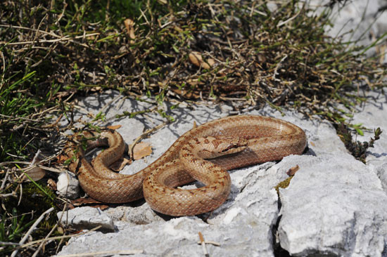 Die Schlingnatter (Coronella austriaca) ist das Reptil des Jahres 2013. Foto: DGHT/Benny Trapp