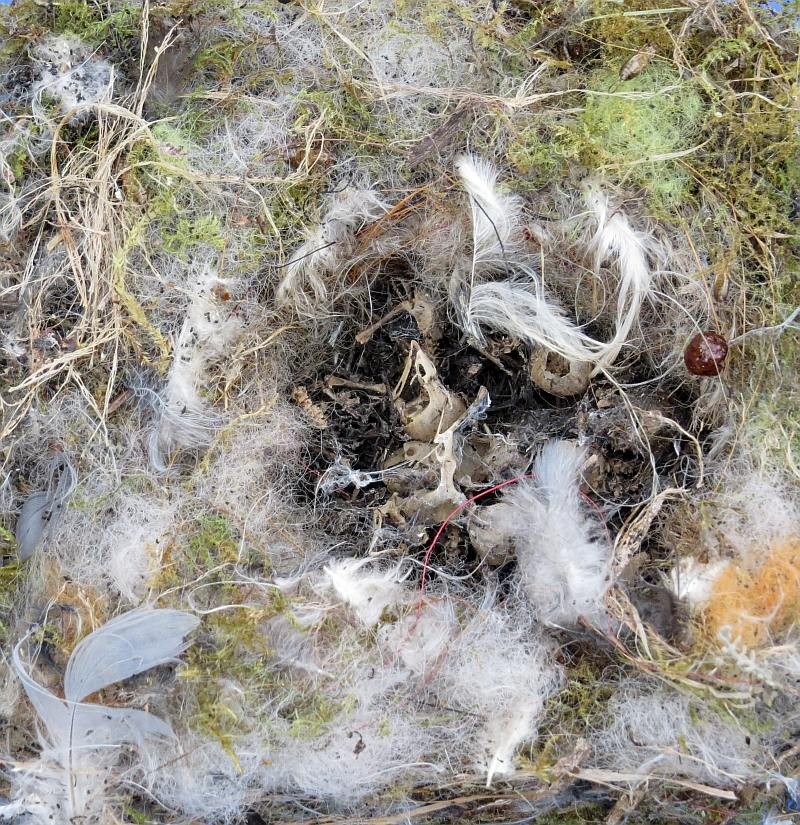 Dem Sperber hat's geschmeckt, er hat wohl die Mutter erwischt, die Jungen sind verhungert. So, oder so ähnlich könnte das Jahr im Meisenkasten verlaufen sein.</p>Foto: NABU Leipzig