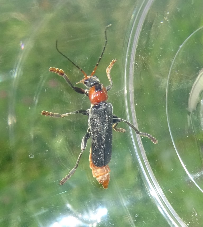 Cantharis fusca</p>Foto: Beatrice Jeschke