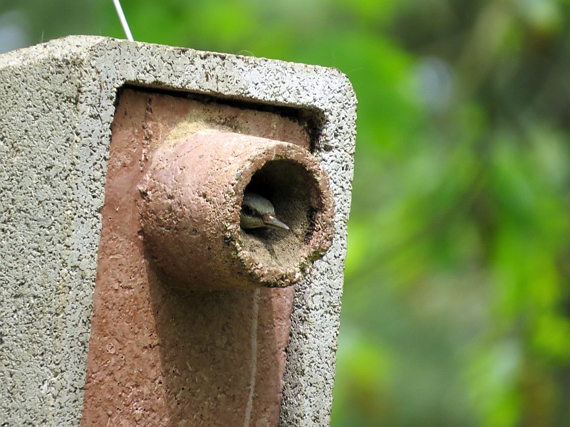 Der Kleiber ist auf dem Südfriedhof zuhause, war aber bei der Exkursion nur kurz zu sehen.