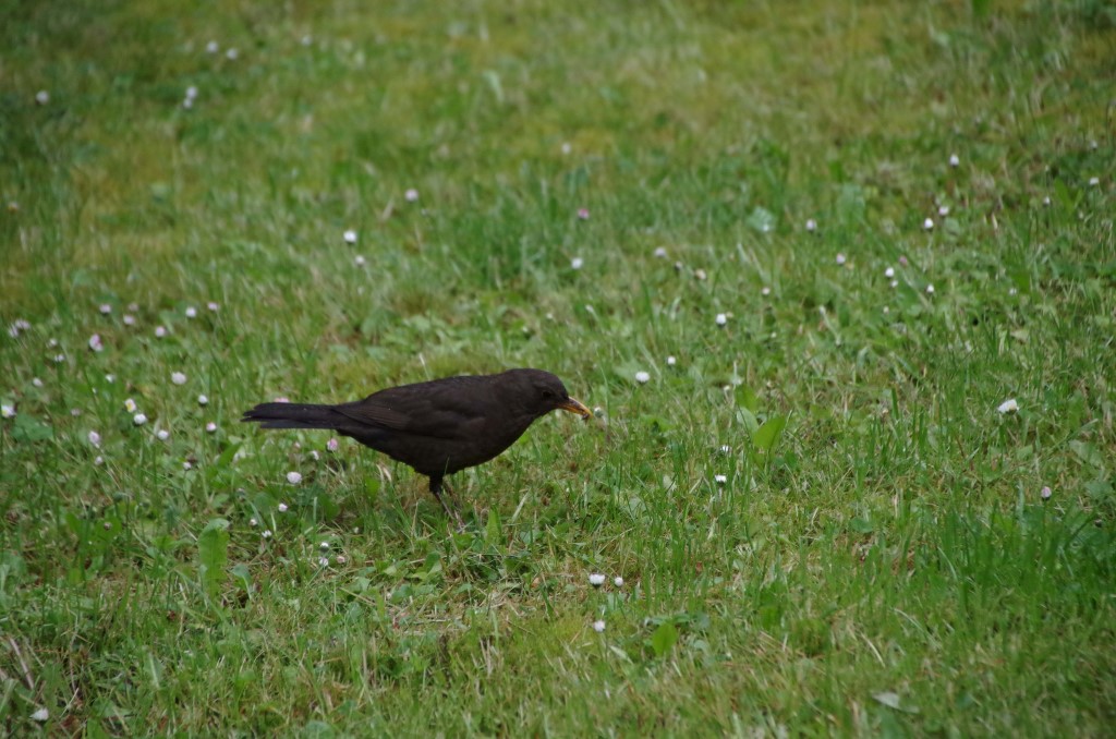 Die Amsel ist auf dem Südfriedhof der häufigste Brutvogel.