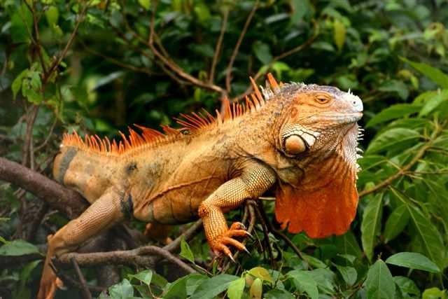 Der Grüne Leguan (Iguana iguana) ist, anders als sein deutscher Name suggeriert, nicht immer grün. Es gibt auch mehr gräuliche oder rötliche Exemplare. Foto: Dr. Rainer Hoyer