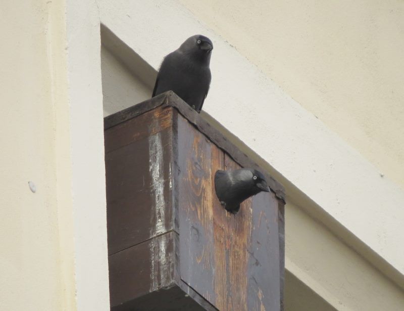  Dohlepaar an der 33. Grundschule