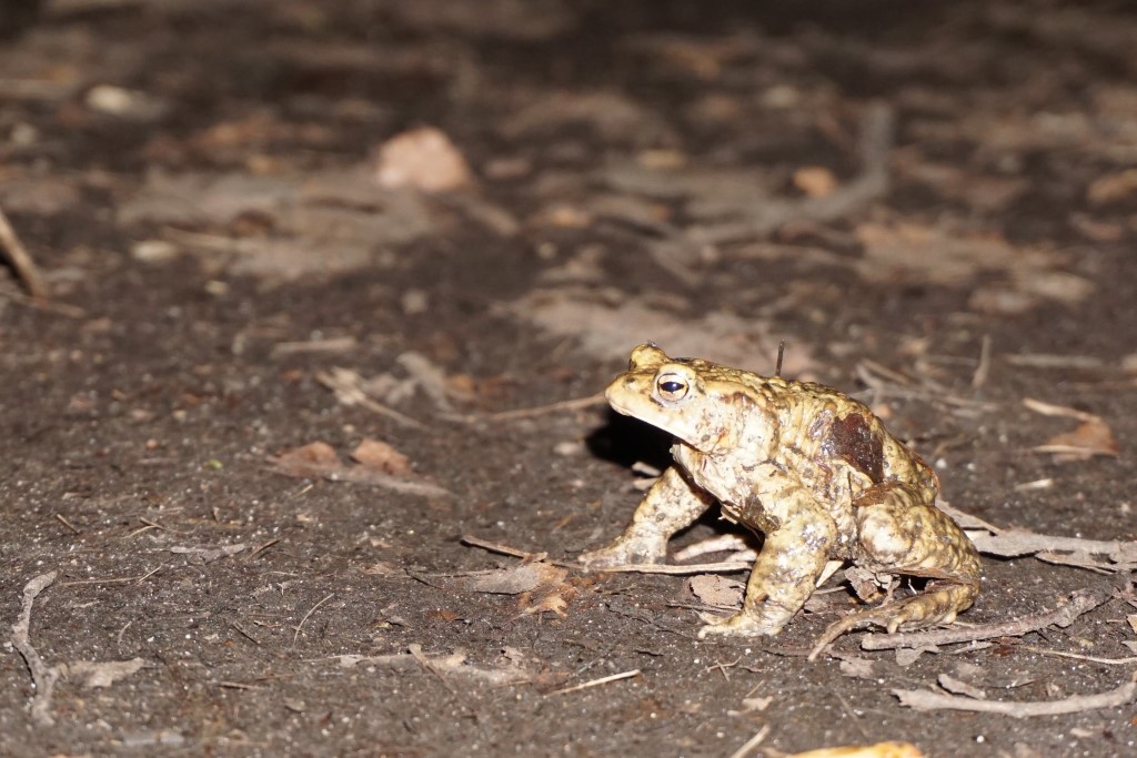 Foto: Claus Reinhardt