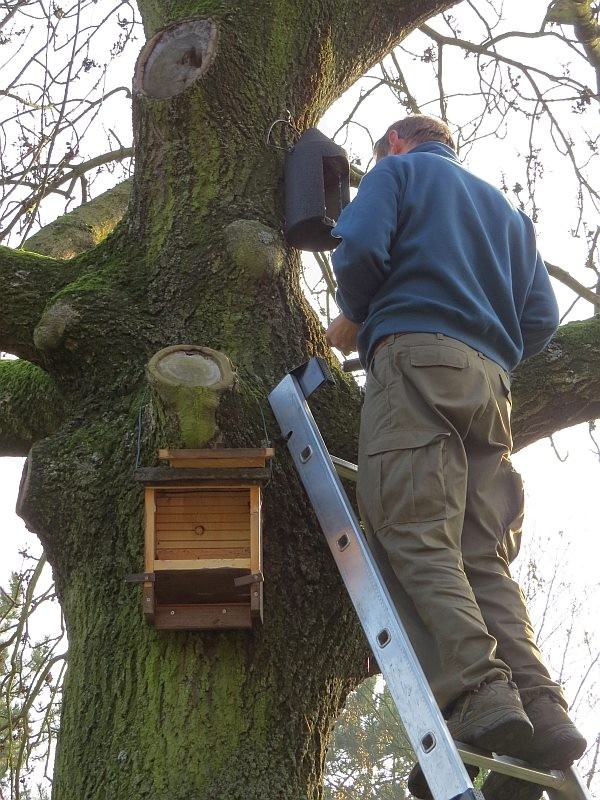 Auch in diesen Fledermauskästen liegt Kot von Fledermäusen.</p>Foto: NABU Leipzig