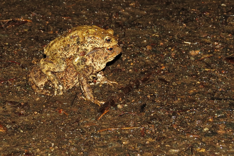 Erdkrötenpaar an der Abtnaundorfer Straße. </p>Foto: Karsten Peterlein