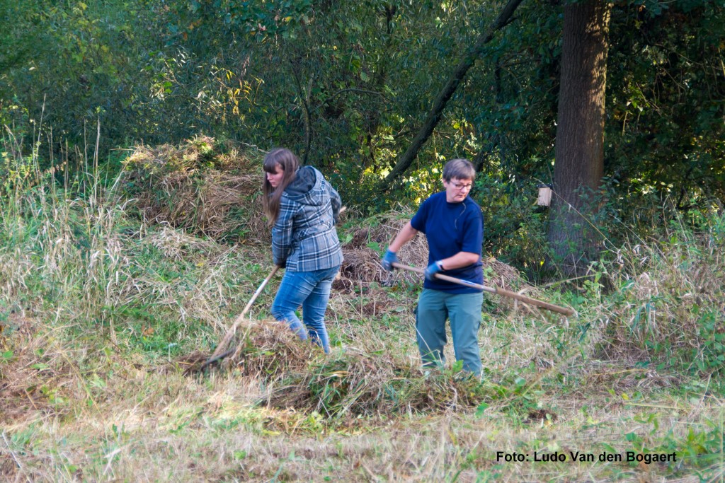 Das Schnittgut wird zusammengeharkt.</p>Foto: Ludo Van den Bogaert