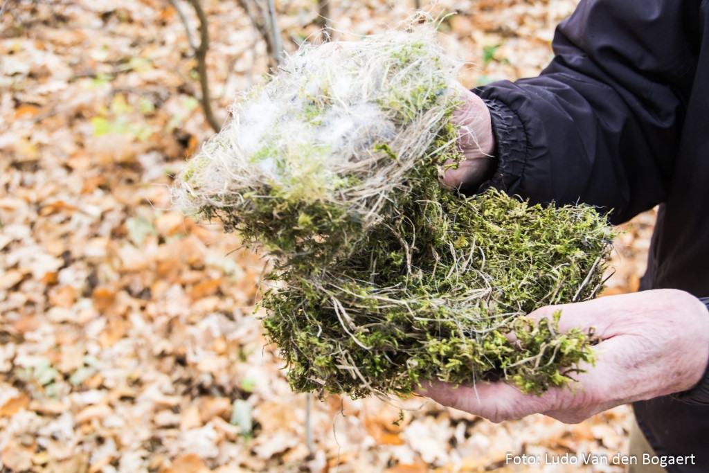 Anhand der Nester kann man ermitteln, ob und von welcher Vogelart ein Nistkasten genutzt wurde.