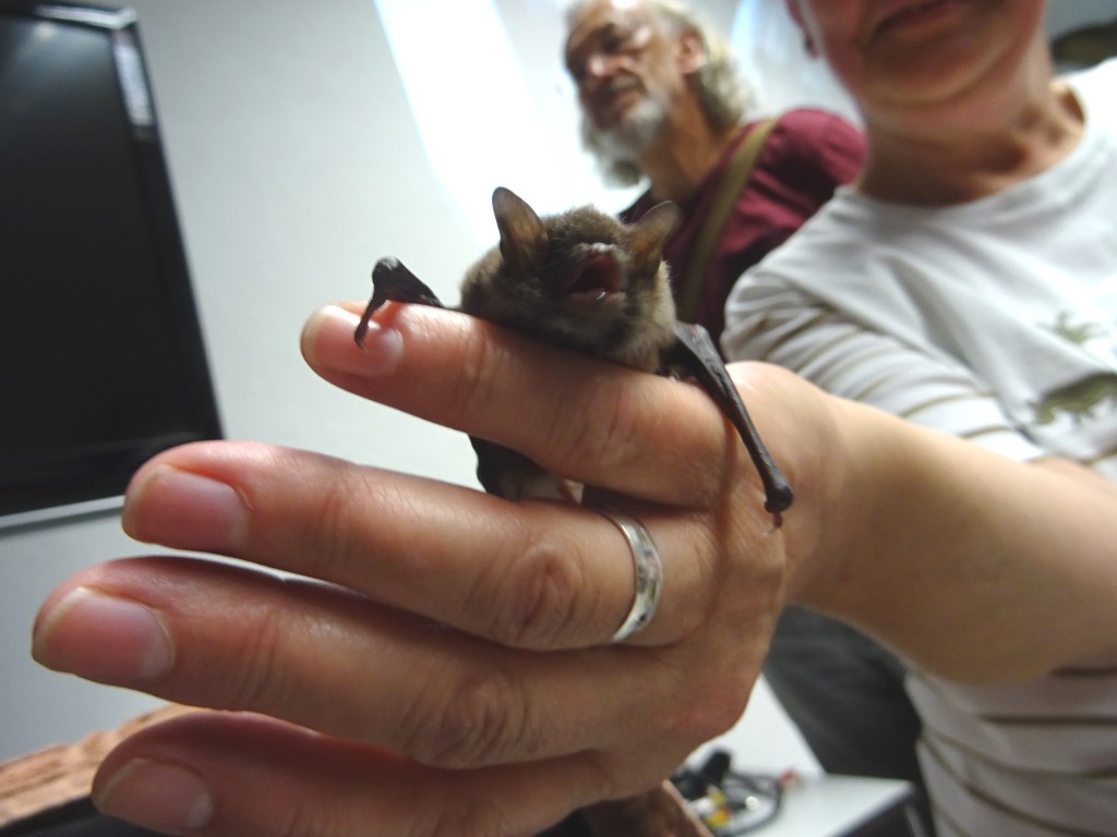 Der NABU Leipzig kümmert sich um in Not geratene Fledermäuse, bis sie wieder ausgewildert werden können.</p> Foto: Carola Bodsch