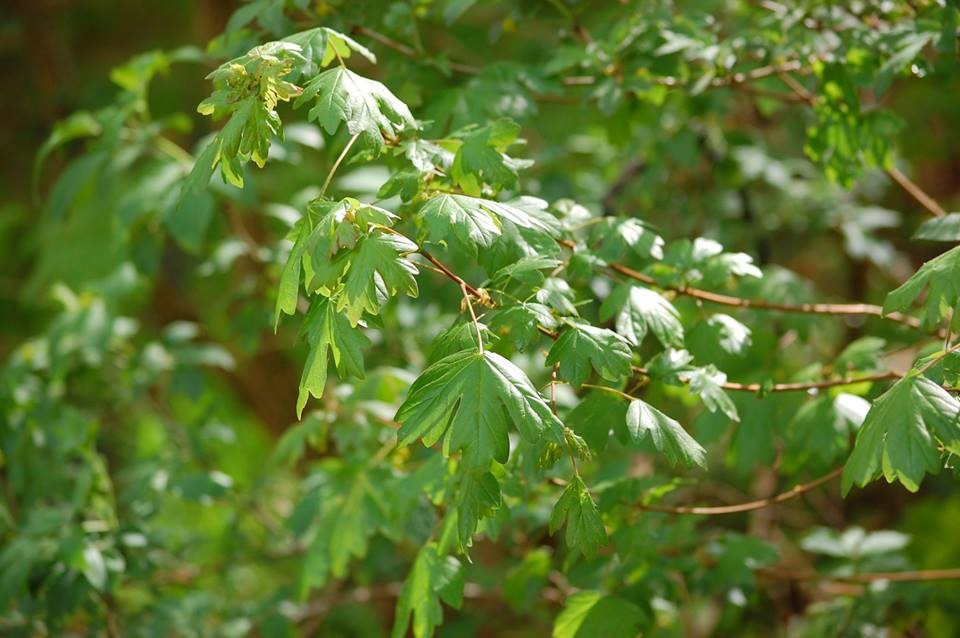 Feldahorn - Baum des Jahres 2015