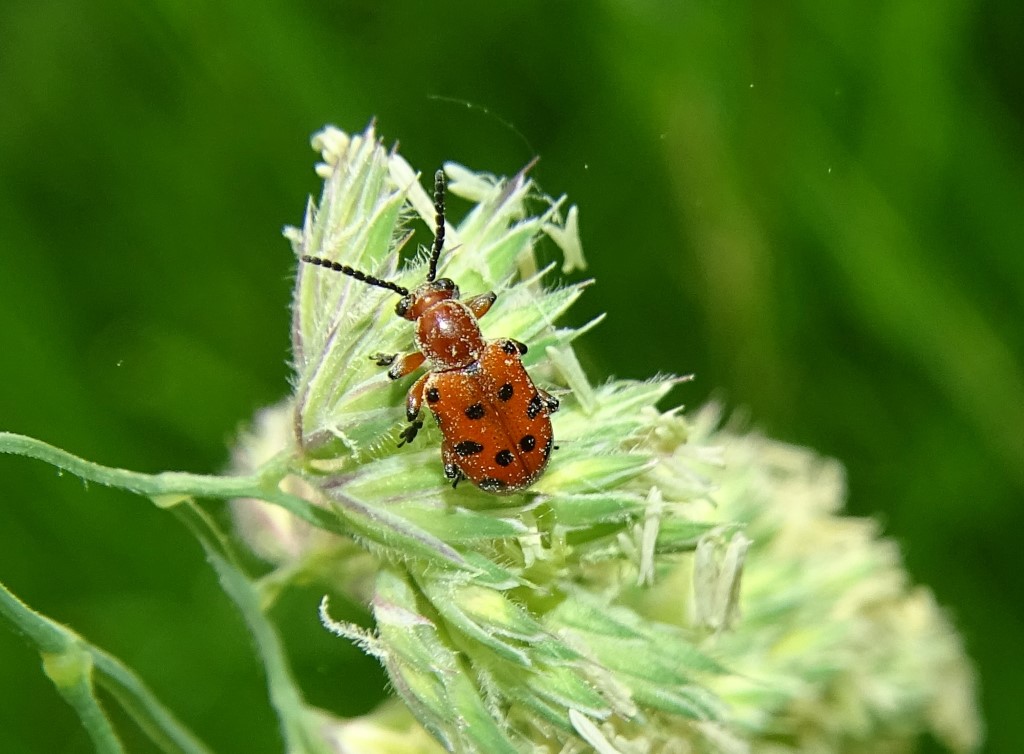 Spargelkäfer