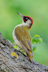 2014 war der Grünspecht Vogel des Jahres. Der NABU hatte alle Leipziger gebeten, jede Grünspechtbeobachtung zu melden. Auf diese Weise wurden wertvolle Informationen über die Lebensräume dieses Vogels gesammelt. Foto: NABU/Peter Kühn