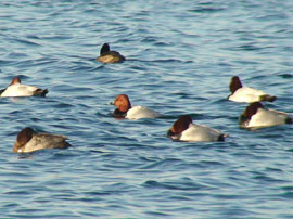 Oft schwimmen hunderte Enten, darunter die Tafelenten (Aythya ferina) als Wintergäste auf dem Kulkwitzer See. Fotos: NABU Leipzig