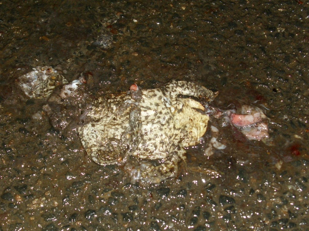 Viele wandernde Amphibien fallen leider dem Verkehr zum Opfer. </p>Foto: Carola Bodsch