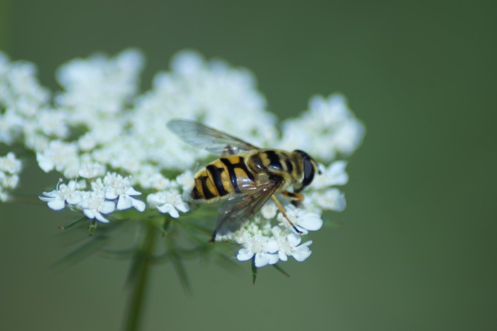 Totenkopf-Schwebfliege</p>Foto: Tony Kremser