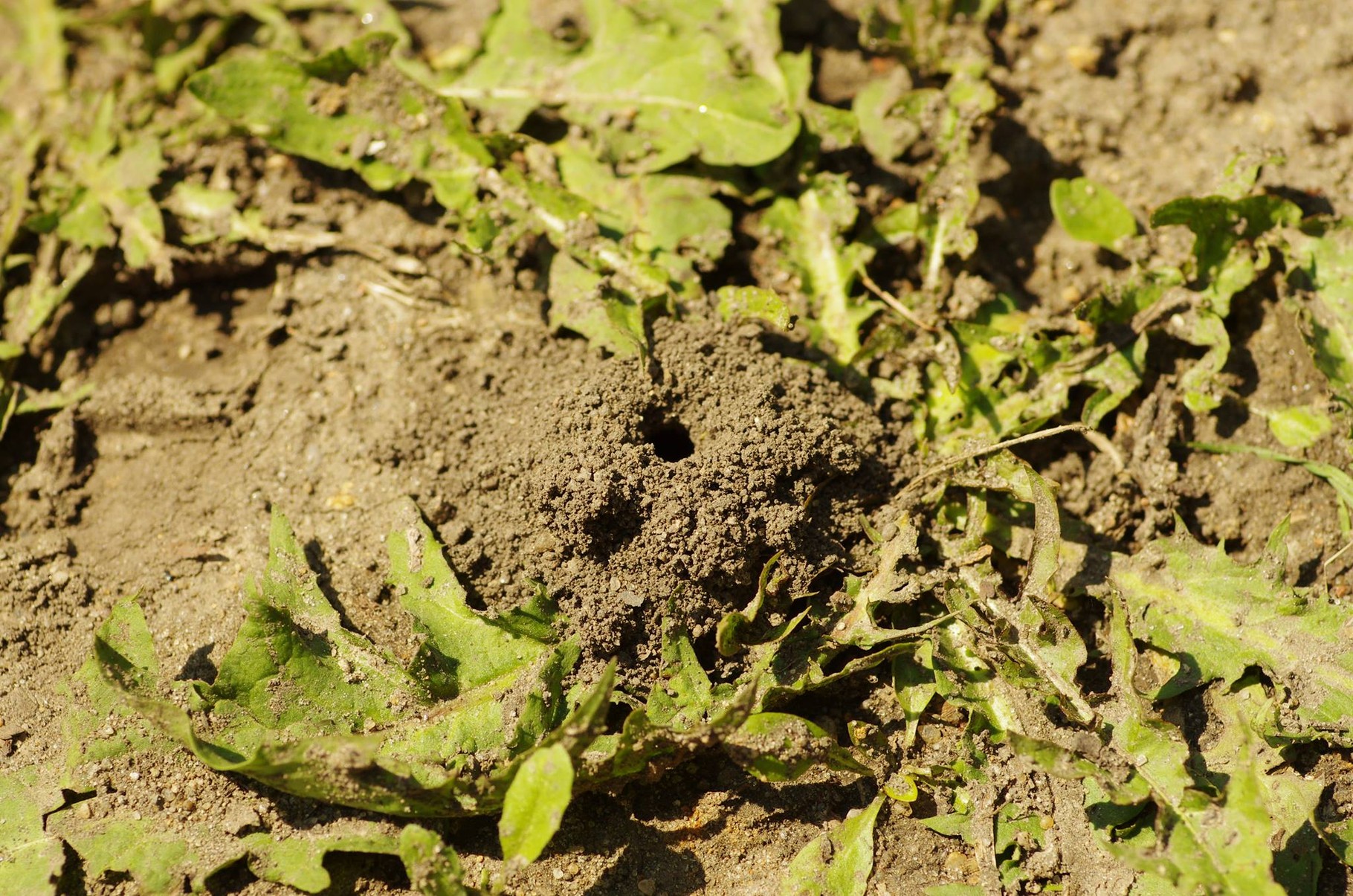 Etwa 3/4 der Bienen und Wespen leben unterirdisch. Auch im NAJU-Garten hinterlassen sie ihre Spuren.