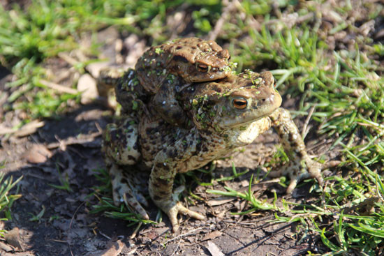 Ziel des GEO-Tags ist es, eine Inventur der heimischen Flora und Fauna durchzuführen und innerhalb von 24 Stunden in einem festgelegten Gebiet möglichst viele verschiedene Tier- und Pflanzenarten zu entdecken. Foto: Lebendige Luppe