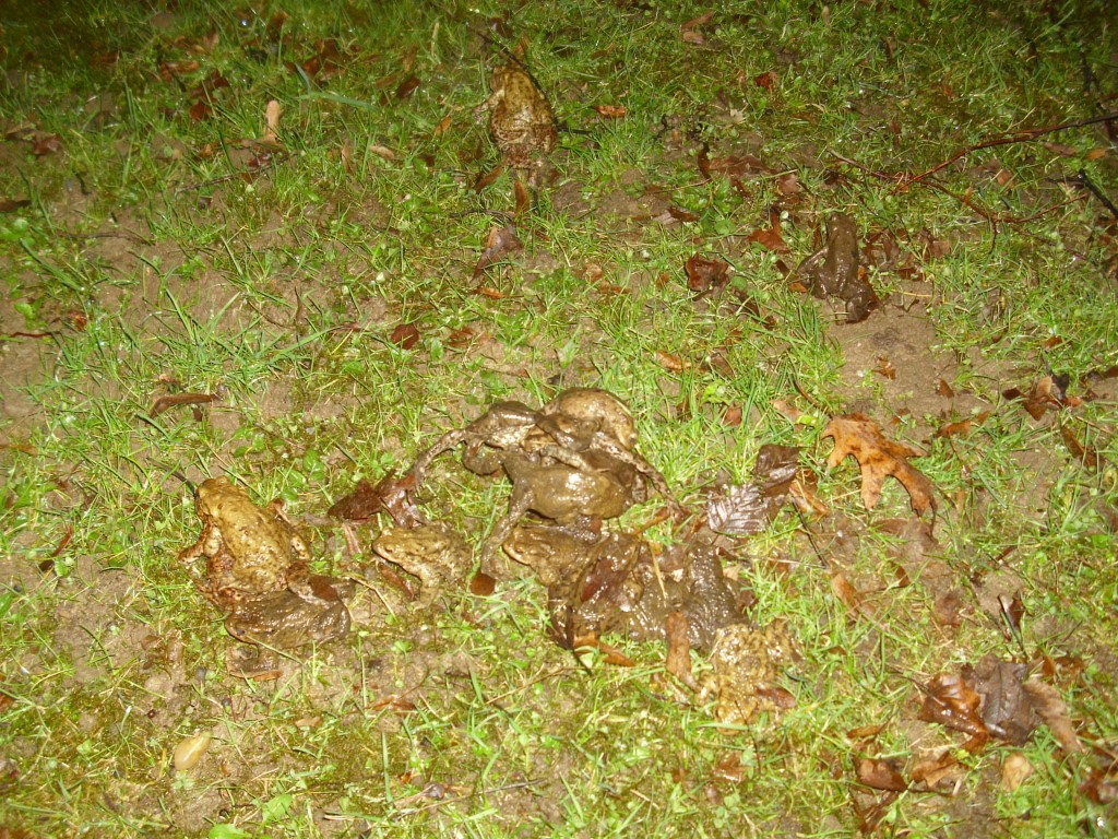 Die Vielzahl der wandernden Kröten belegt, dass nun wohl der Startschuss für die Laichsaison gefallen ist. </p>Foto: Carola Bodsch