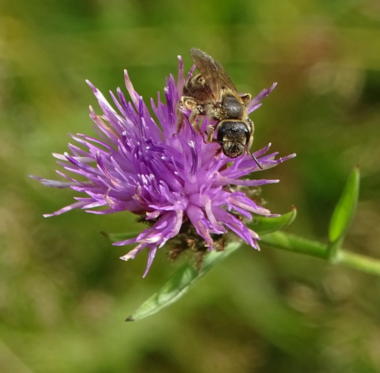 Gelbbinden-Furchenbiene</p>Foto: Beatrice Jeschke