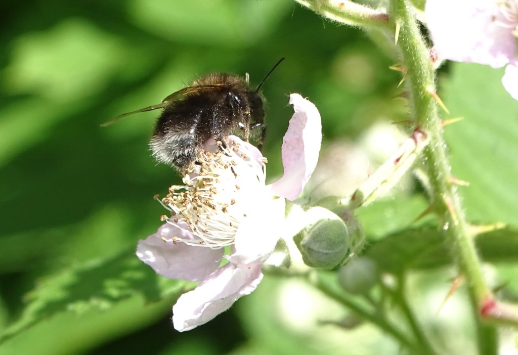 Baum-Hummel