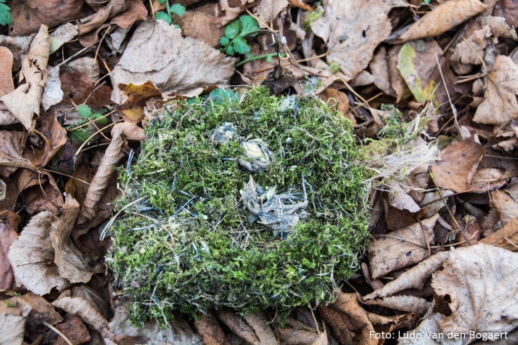 Anhand der Nester kann man ermitteln, ob und von welcher Vogelart ein Nistkasten genutzt wurde.