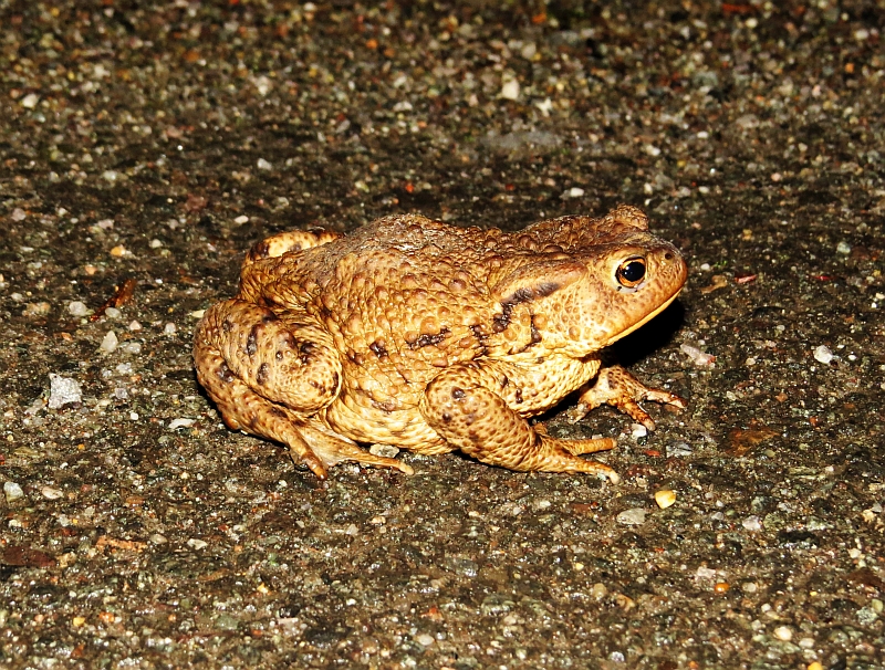 Erdkröte an den Theklafeldern. </p>Foto: Karsten Peterlein