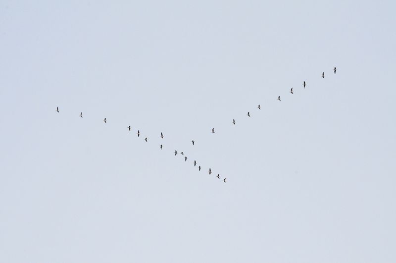 Durch ihre markanten Rufe machten diese Saat- und Blässgänse auf sich aufmerksam, so dass auch diese Tiere, die in der Region Leipzig überwintern bzw. auf dem Zug rasten, beobachtet werden konnten.