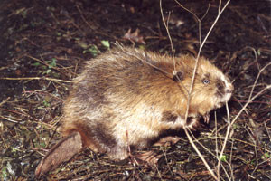 Ein Biber (Castor fiber) auf Nahrungssuche. Foto: Gottfried Kohlhase