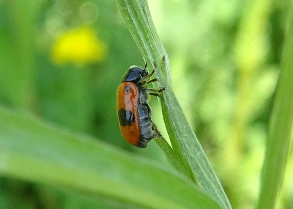 Ameisen-Sackkäfer</p>Foto: Beatrice Jeschke