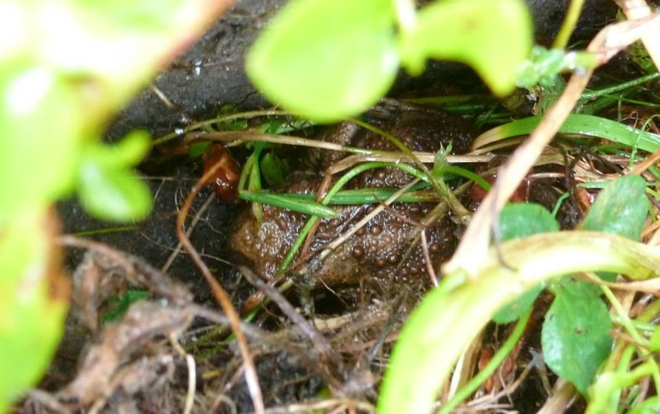 Eine Erdkröte im NAJU-Garten.